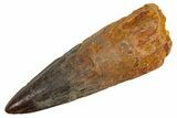 Fossil Spinosaurus Tooth - Real Dinosaur Tooth #305679-1